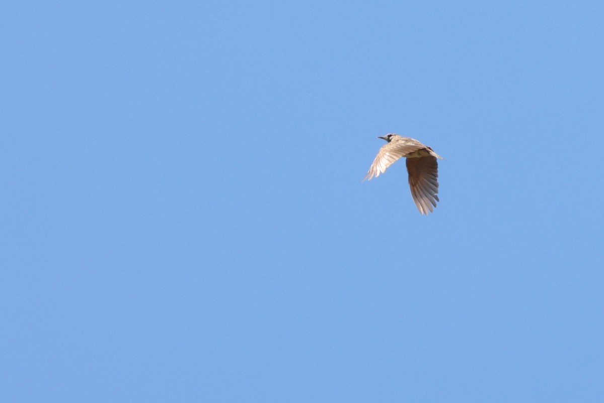 Crested Lark - ML638221445