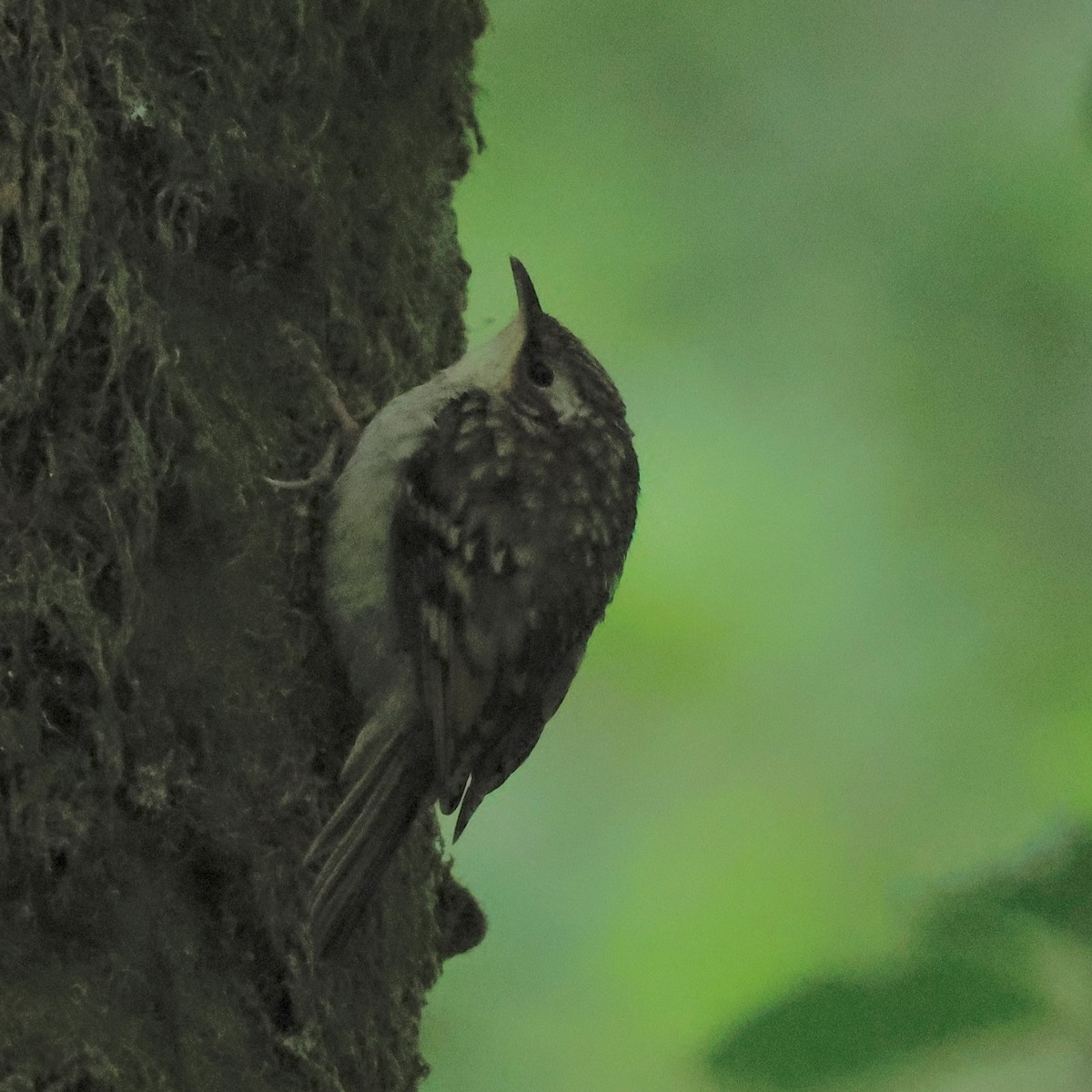 Eurasian Treecreeper - ML638221448