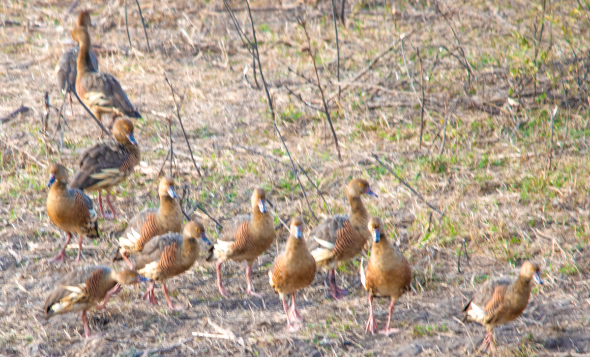 Plumed Whistling-Duck - ML638221451