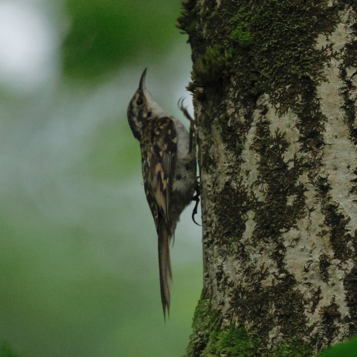 Eurasian Treecreeper - ML638221457