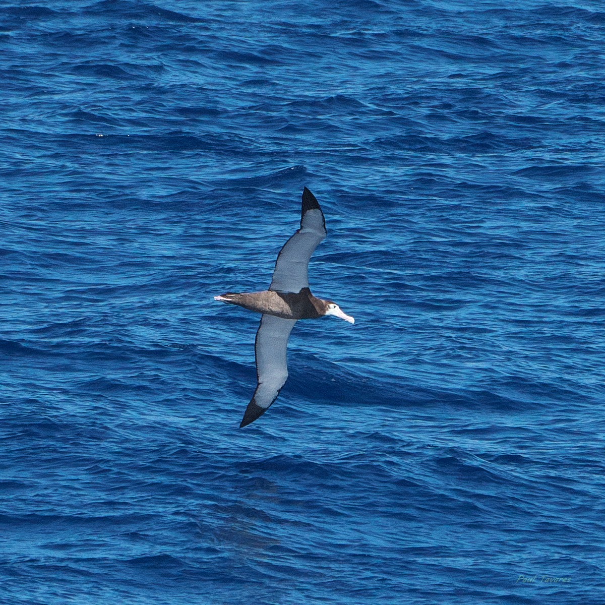 Albatros Viajero/de Tristán de Acuña/de las Antípodas - ML638221480