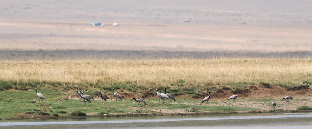 Demoiselle Crane - ML638221523