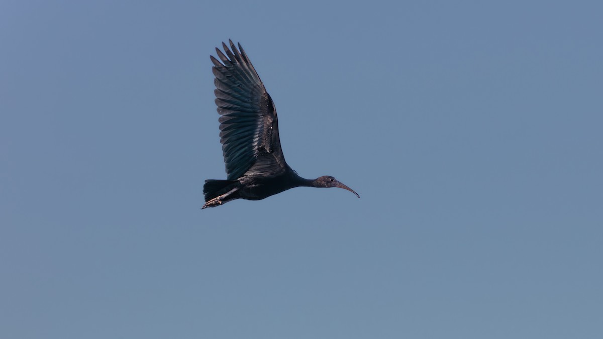 Bare-faced Ibis - ML638221538