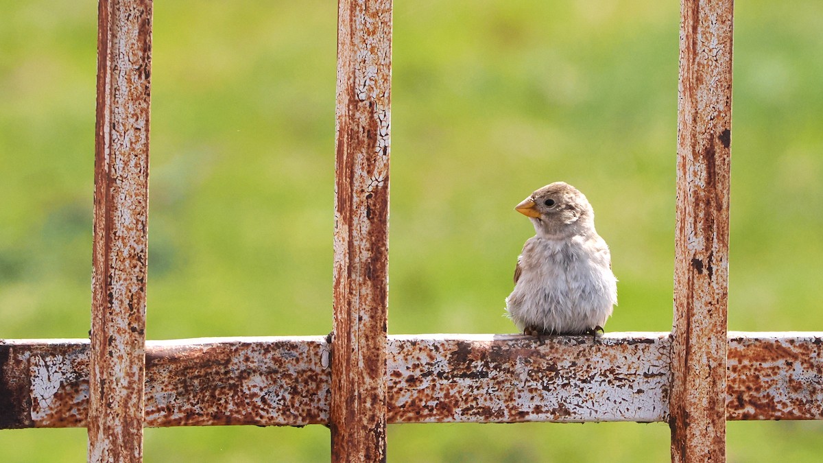 Rock Sparrow - ML638221539