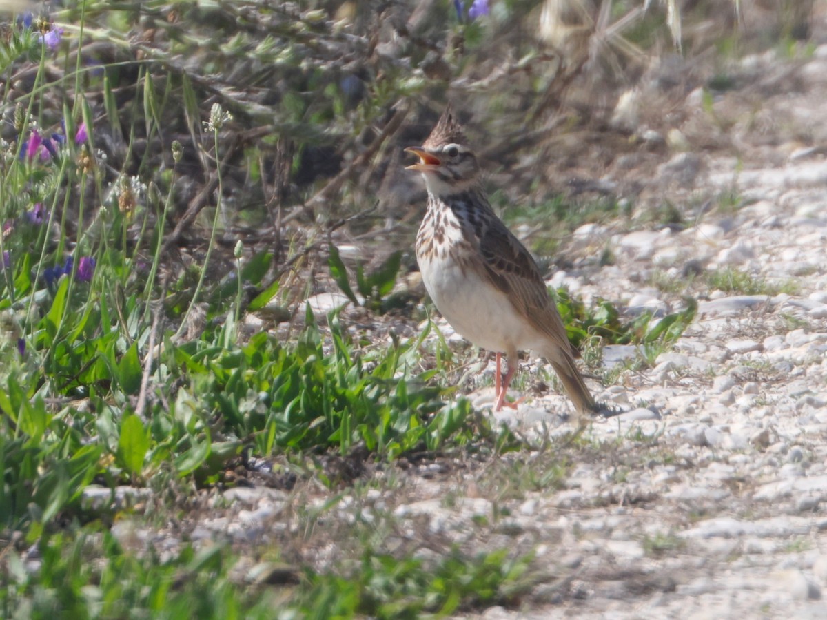 Crested Lark - ML638221545