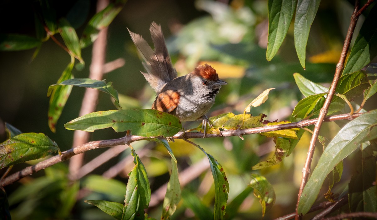 Spix's Spinetail - ML638221568