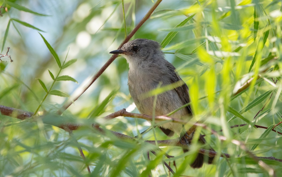 Sooty Tyrannulet - ML638221576