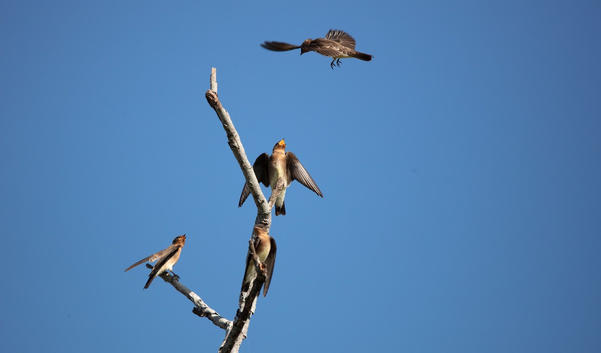 Southern Rough-winged Swallow - ML638221583