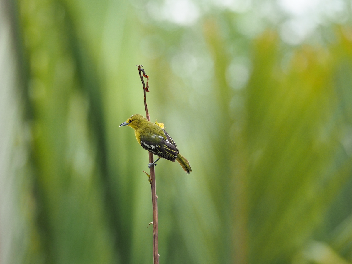 Common Iora - ML638221584