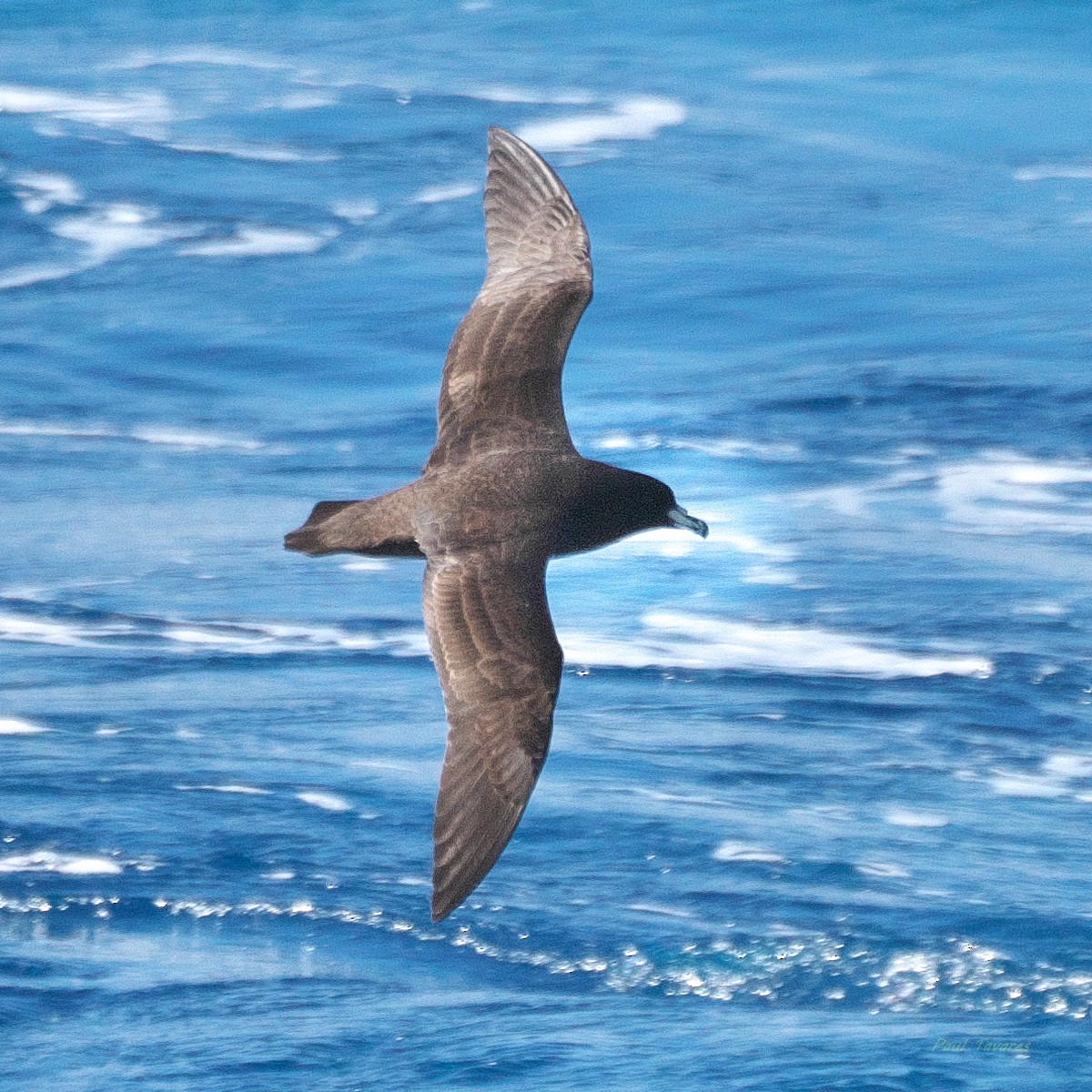 Parkinson's Petrel - ML638221600