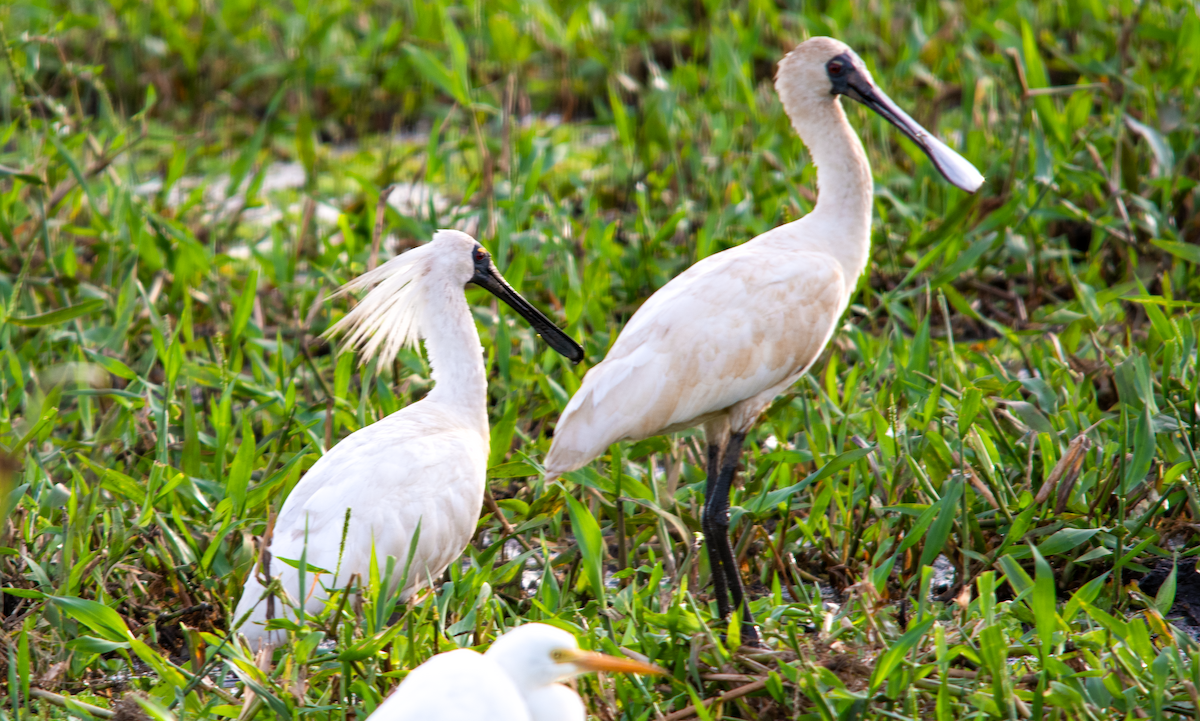 Royal Spoonbill - ML638221604