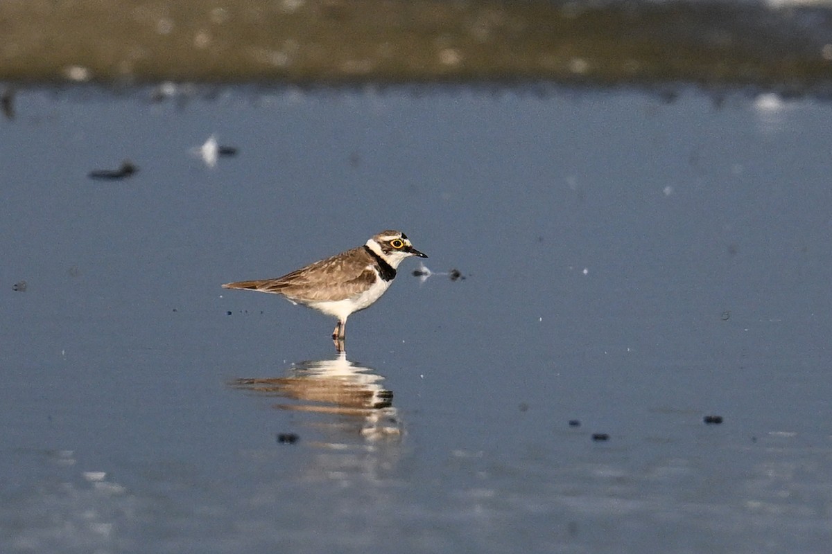 Little Ringed Plover - ML638221608