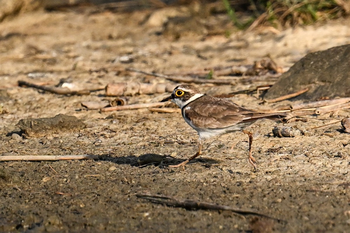 Little Ringed Plover - ML638221609