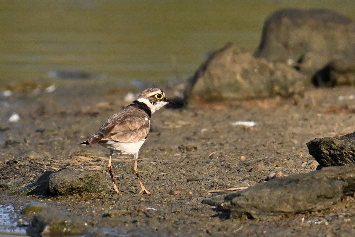 Little Ringed Plover - ML638221611