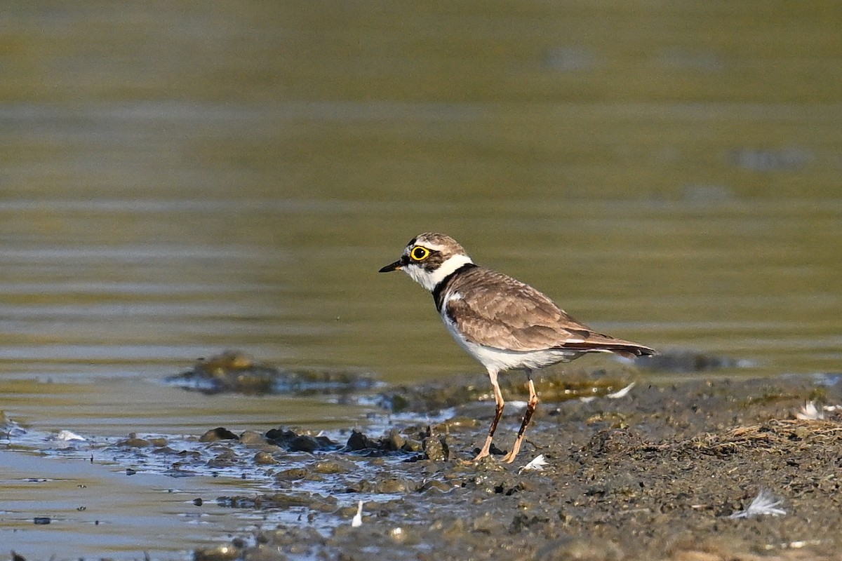Little Ringed Plover - ML638221613