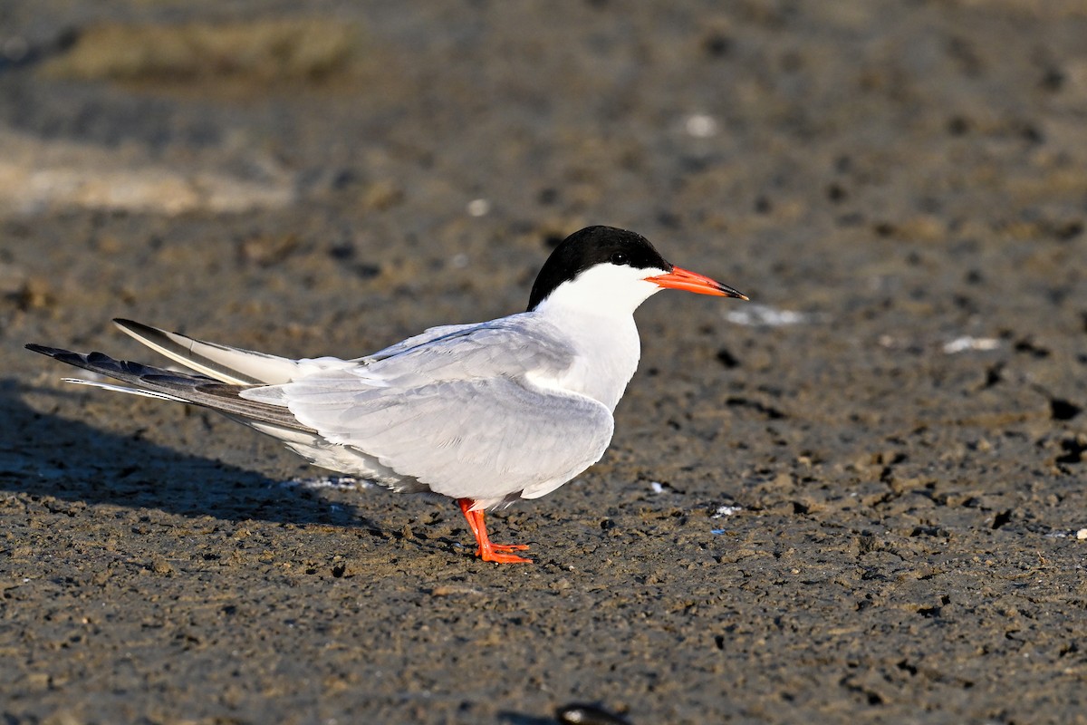 Common Tern - ML638221622