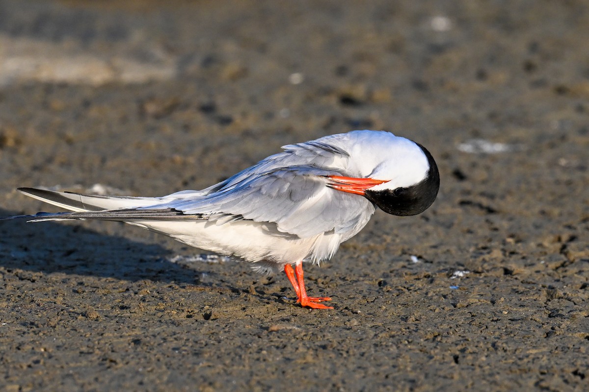 Common Tern - ML638221624