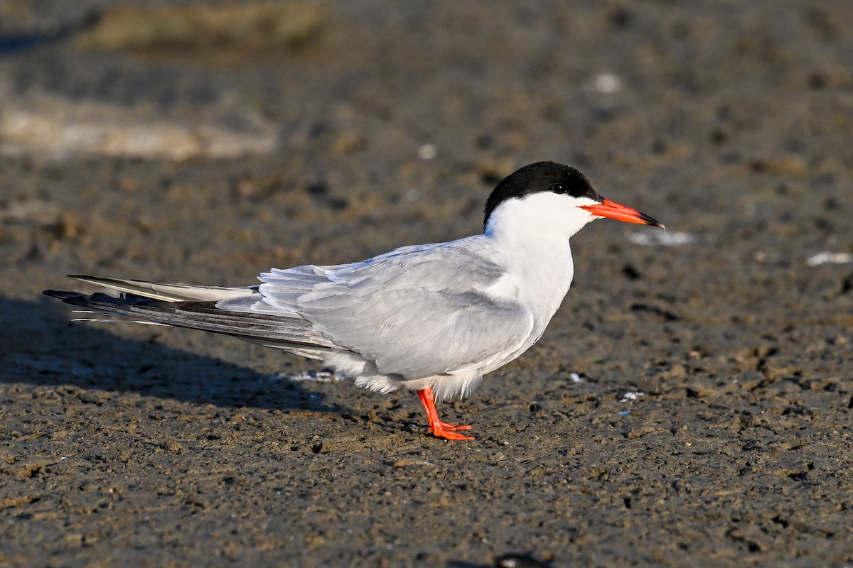 Common Tern - ML638221626