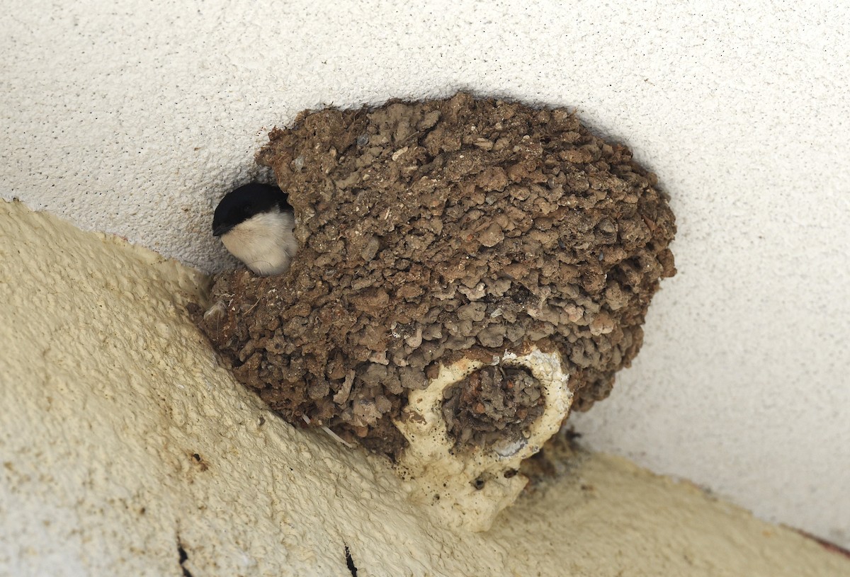 Western House-Martin - ML638221629