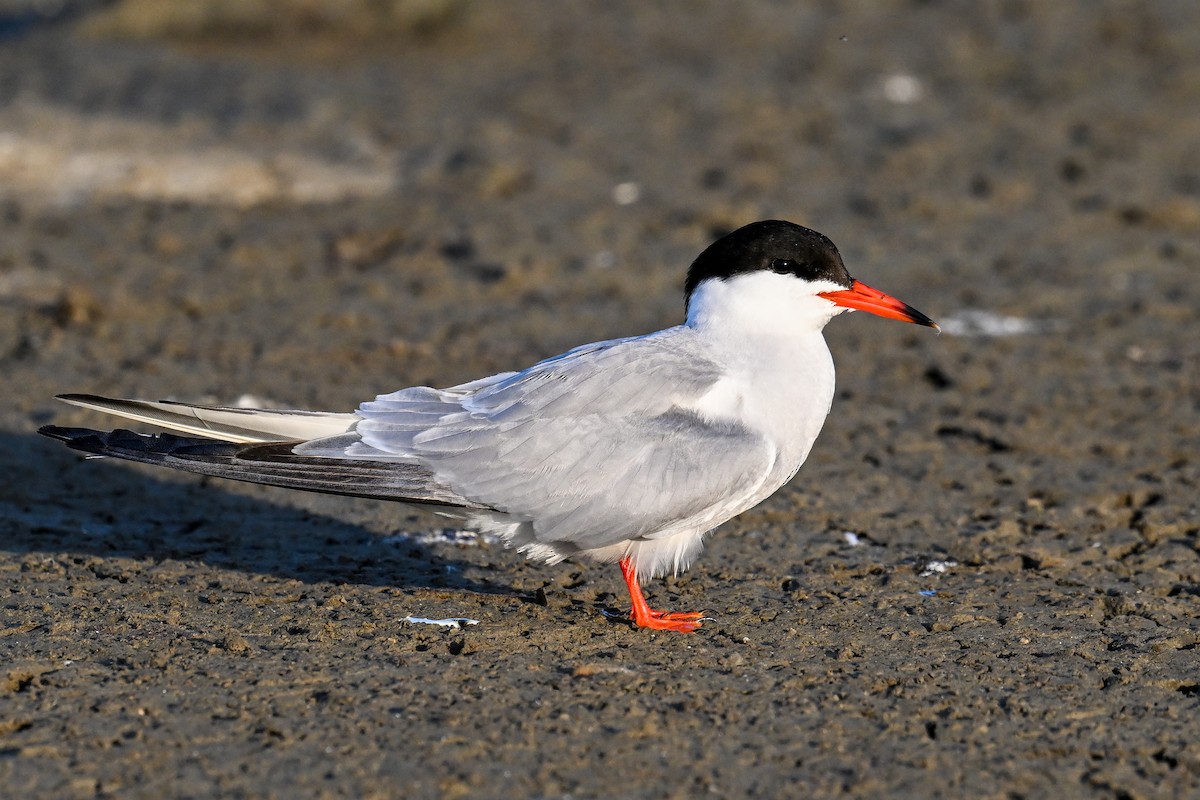Common Tern - ML638221631