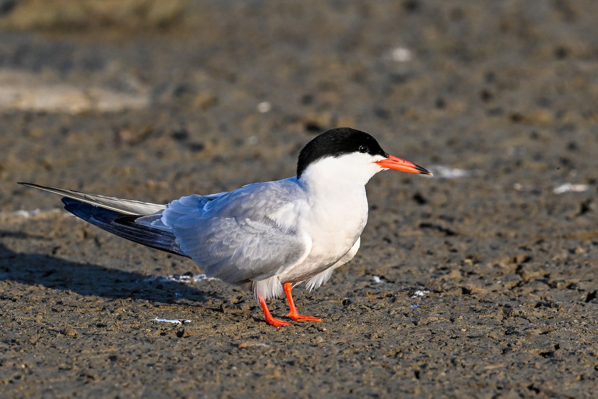 Common Tern - ML638221633