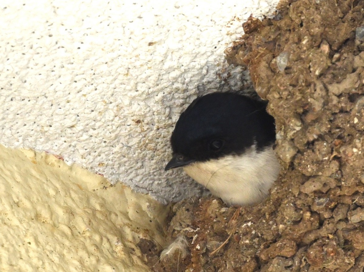 Western House-Martin - ML638221641