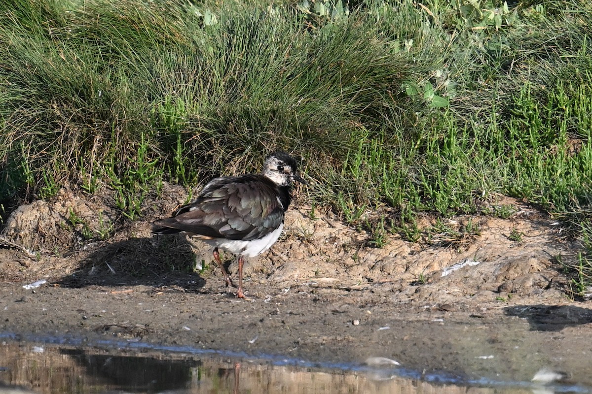 Northern Lapwing - ML638221643