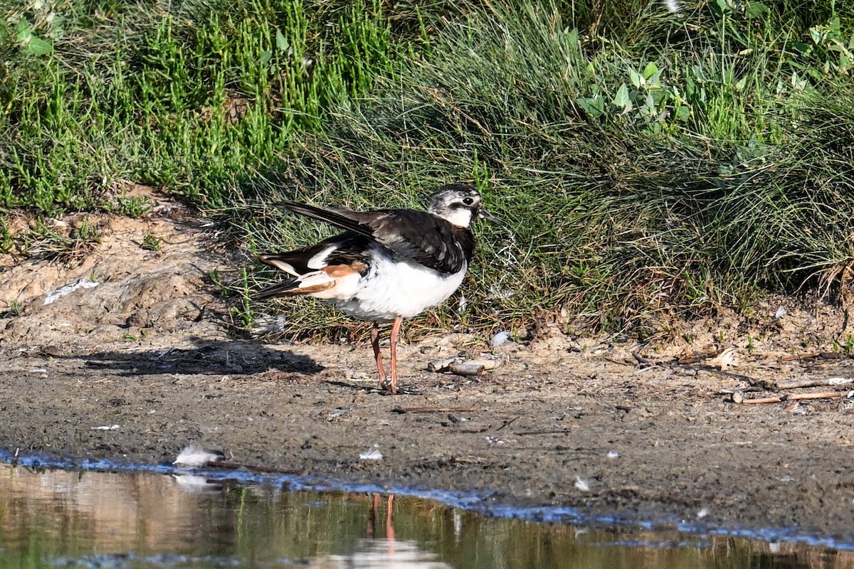 Northern Lapwing - ML638221644