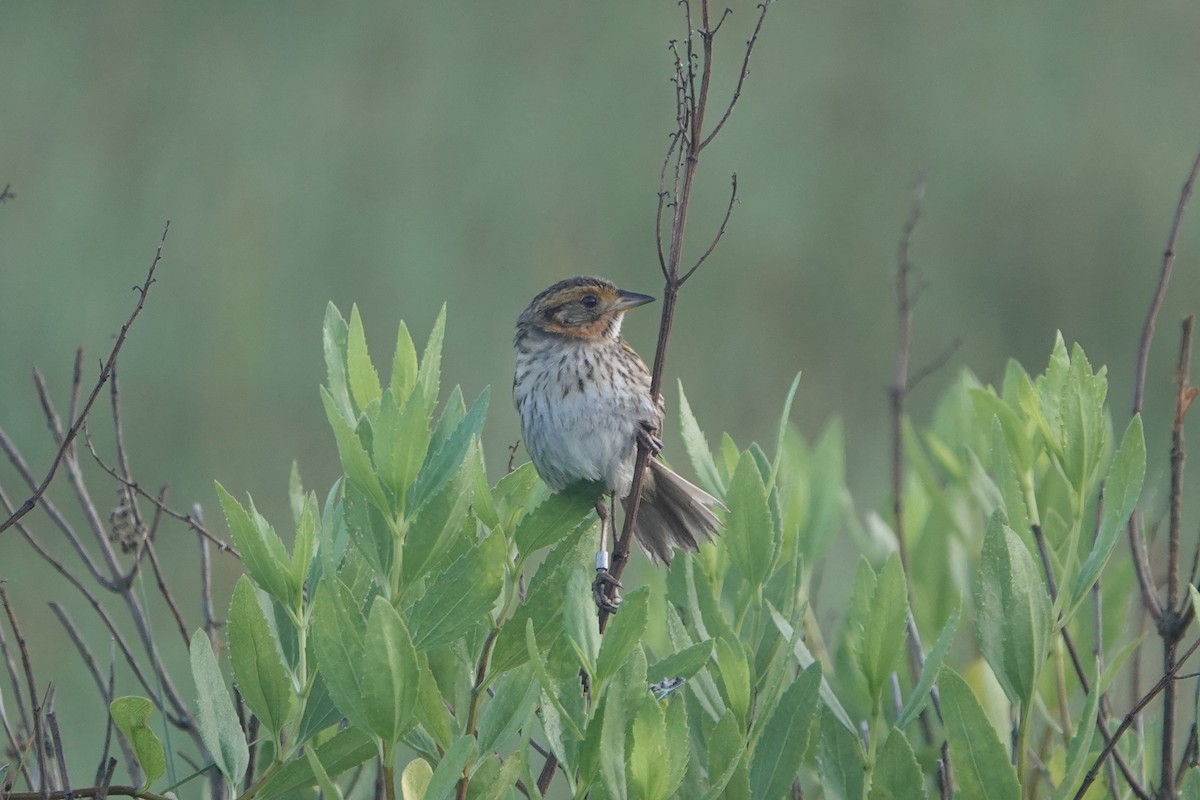 Saltmarsh Sparrow - ML638221656