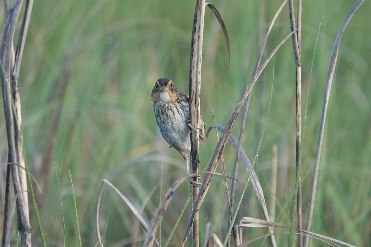 Saltmarsh Sparrow - ML638221657