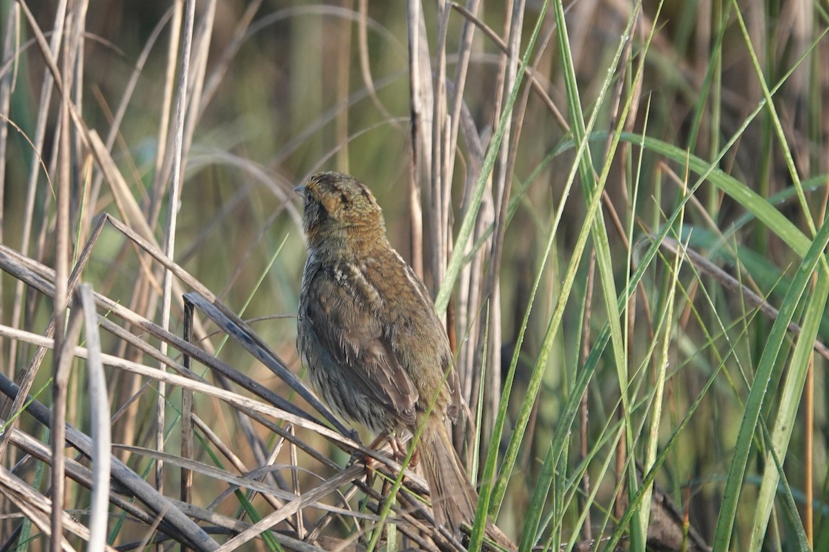 Saltmarsh Sparrow - ML638221658