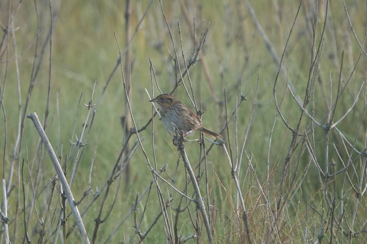 Saltmarsh Sparrow - ML638221659