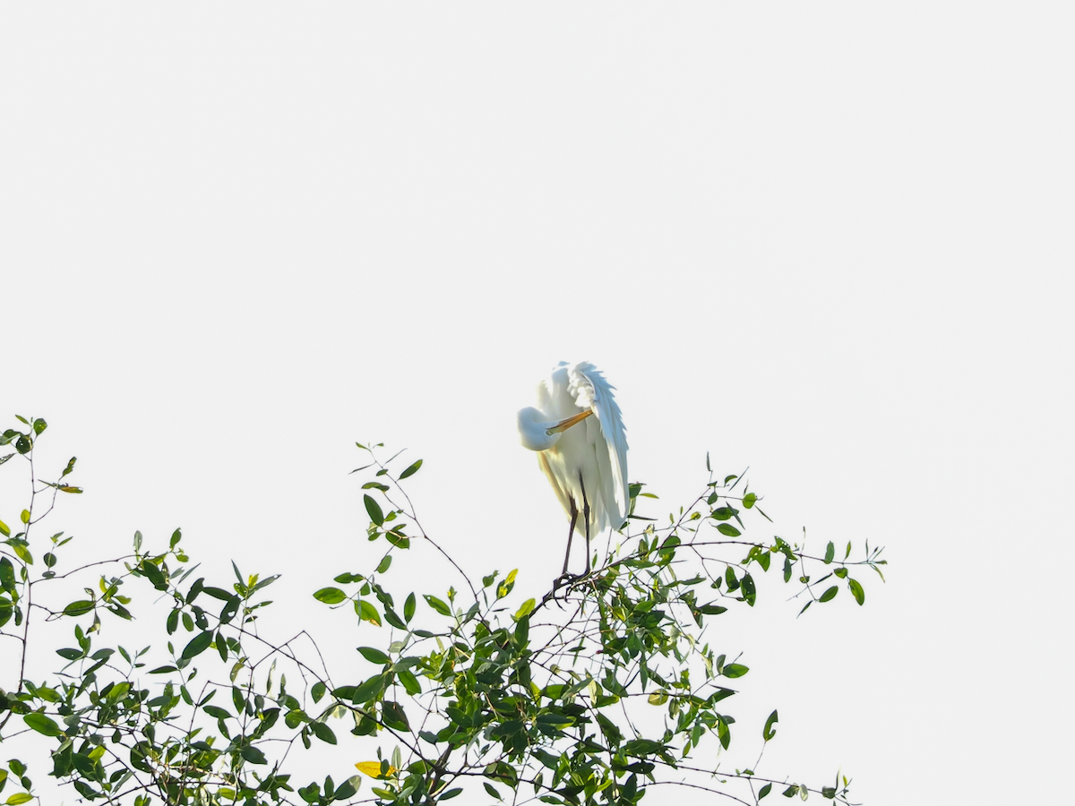 Eastern Cattle-Egret - ML638221672