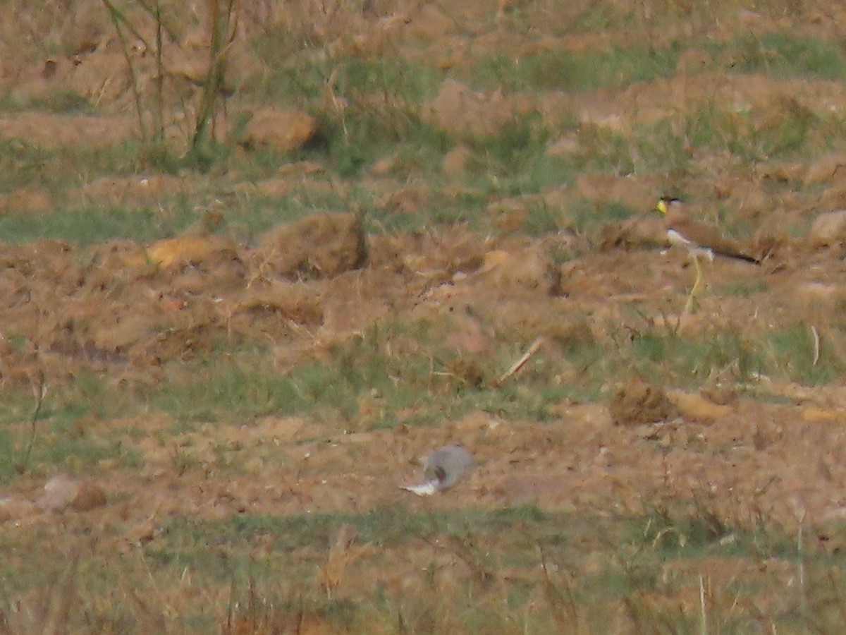 Yellow-wattled Lapwing - ML638221695
