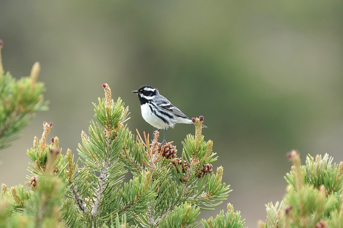 Black-throated Gray Warbler - ML638221732