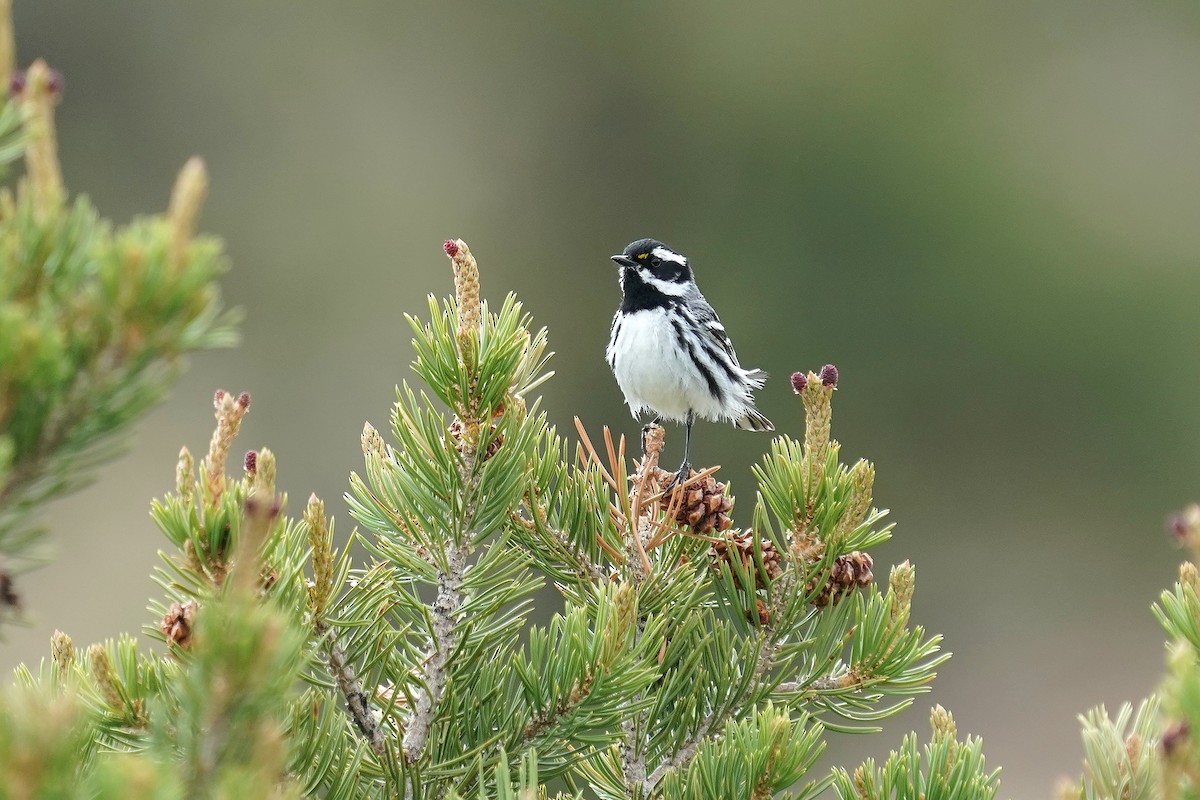 Black-throated Gray Warbler - ML638221733