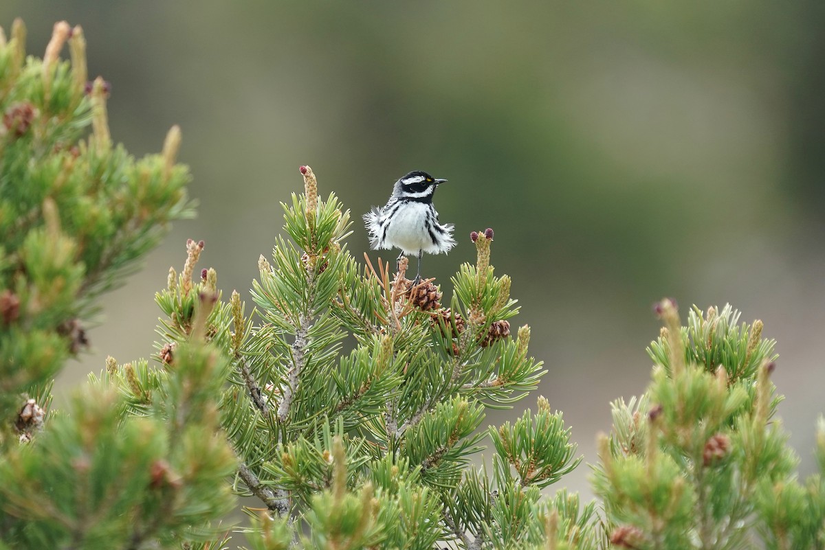 Black-throated Gray Warbler - ML638221734