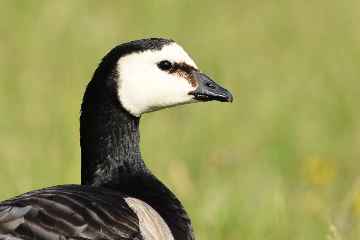 Barnacle Goose - ML638221736