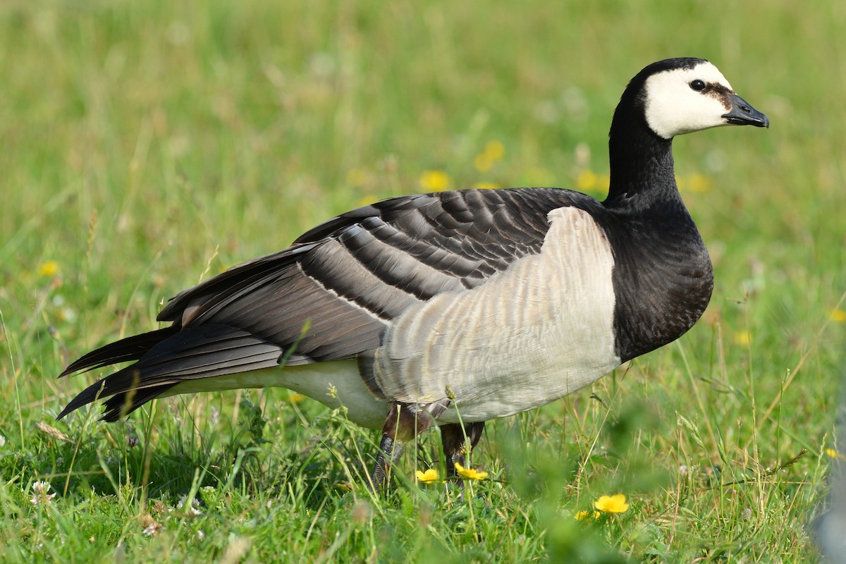 Barnacle Goose - ML638221739