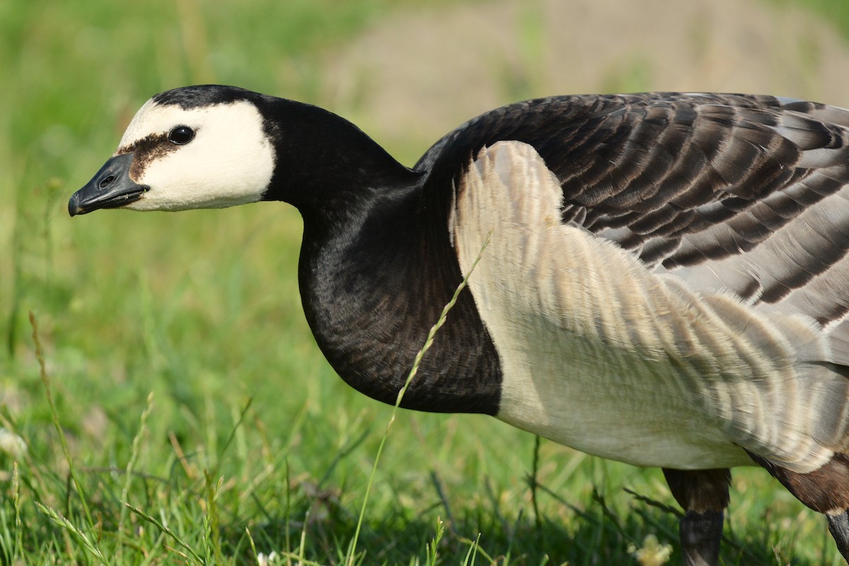 Barnacle Goose - ML638221740
