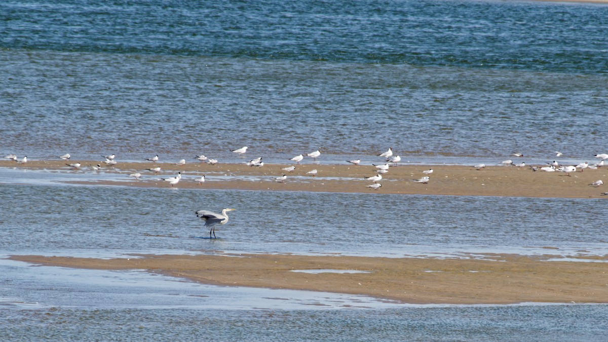 Gray Heron - ML638221741