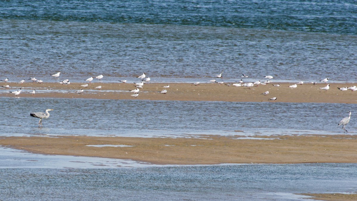 Gray Heron - ML638221742