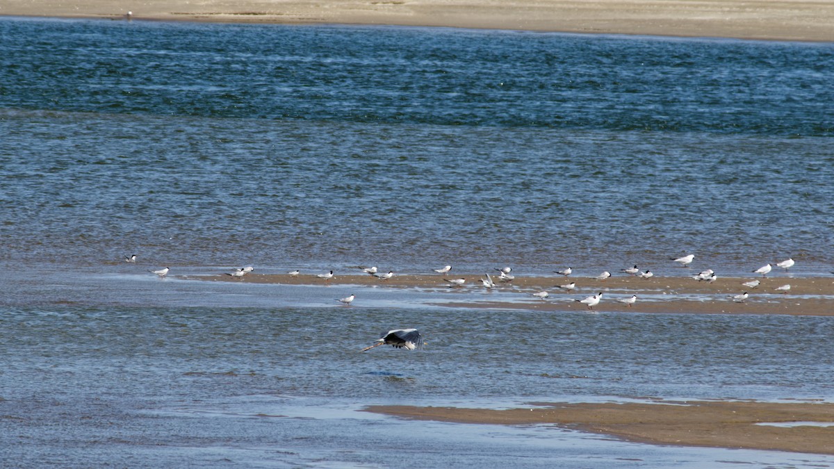 Gray Heron - ML638221743