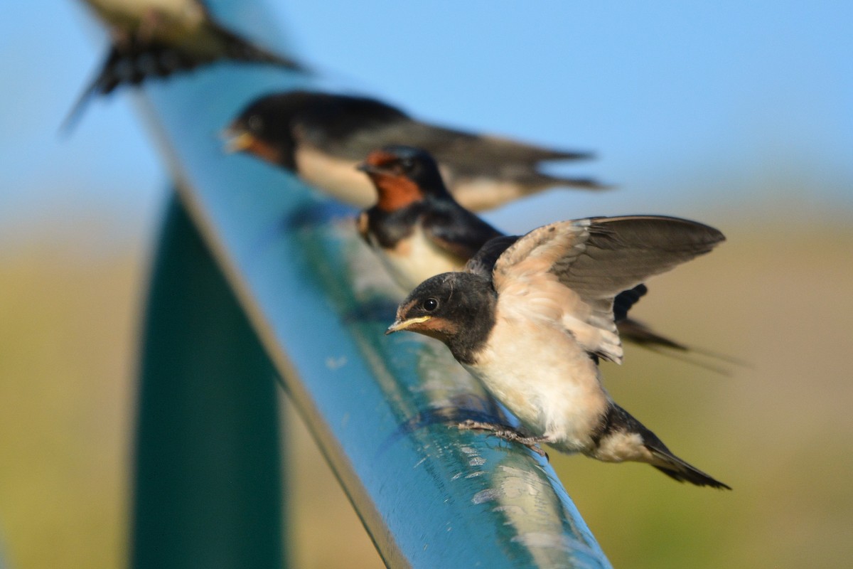 Barn Swallow - ML638221744