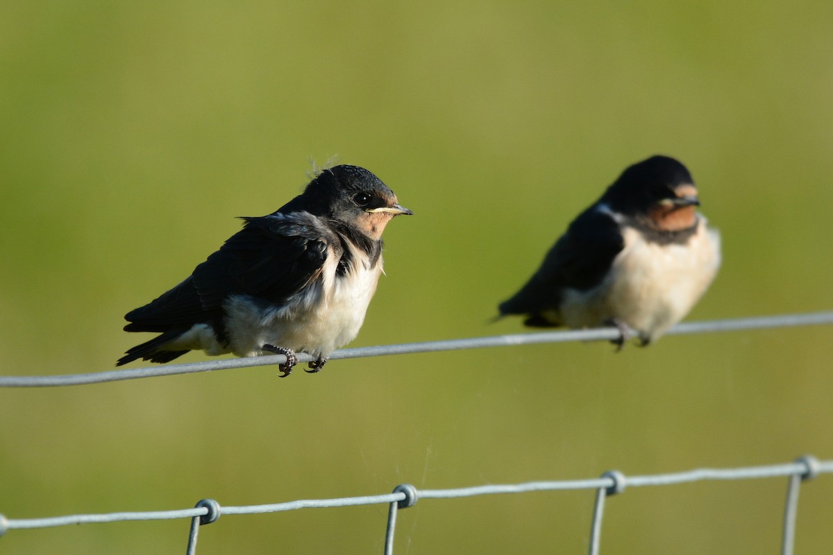 Barn Swallow - ML638221745