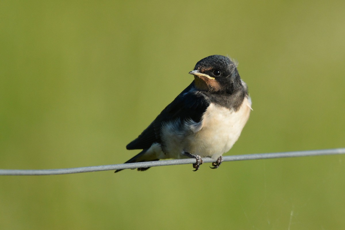 Barn Swallow - ML638221746