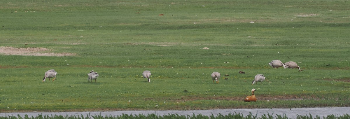 Bar-headed Goose - ML638221752