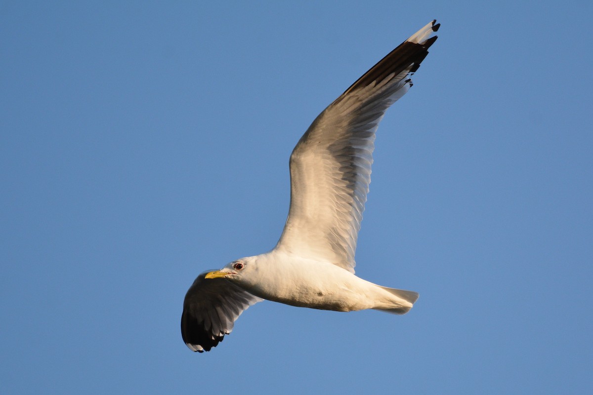 Common Gull - ML638221757