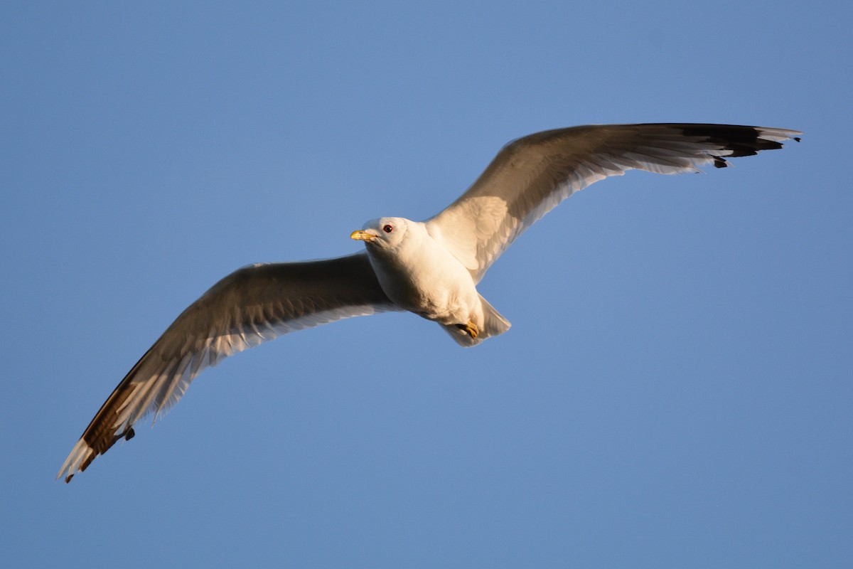 Common Gull - ML638221761