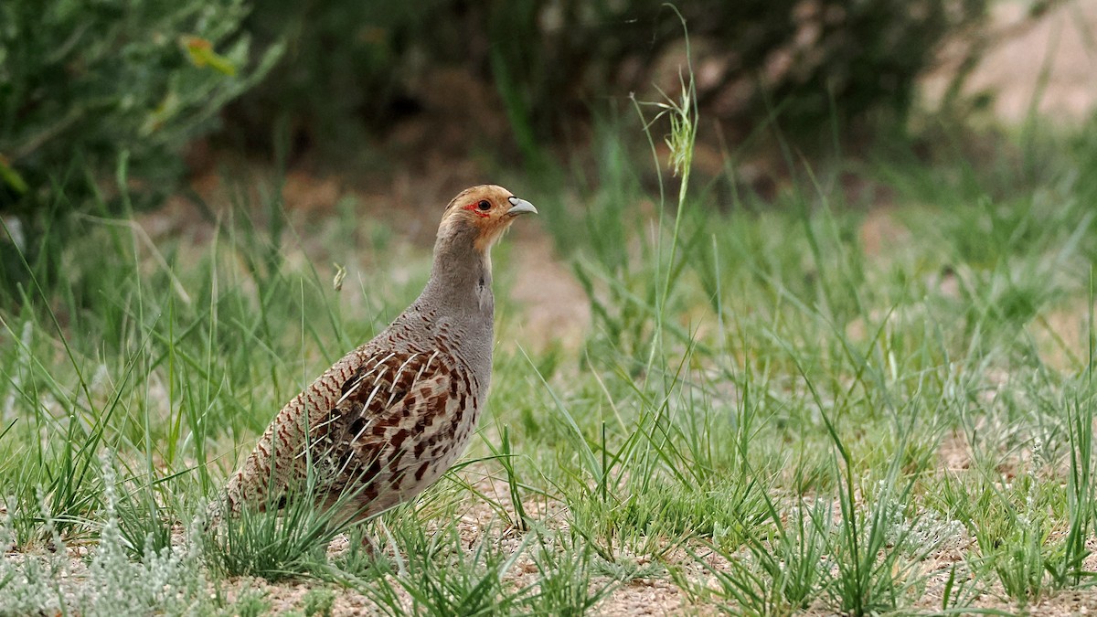 Daurian Partridge - ML638221766